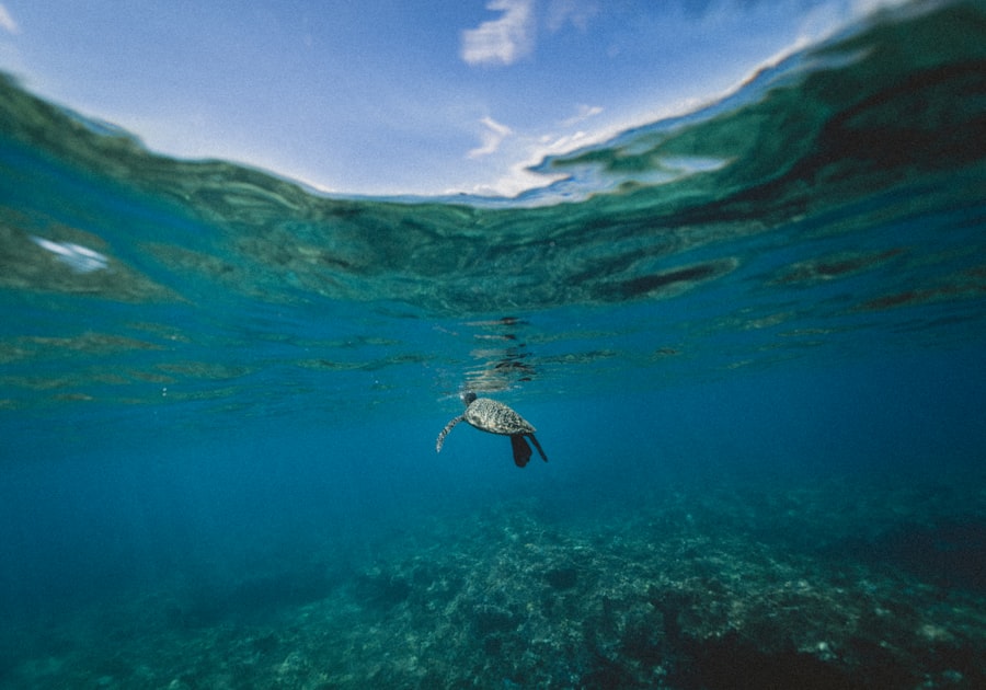 Photo Sea turtle