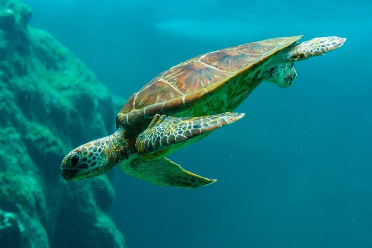 Photo Sea turtle